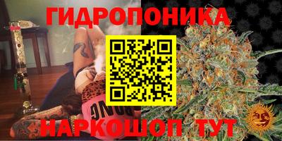 сатива Лесосибирск